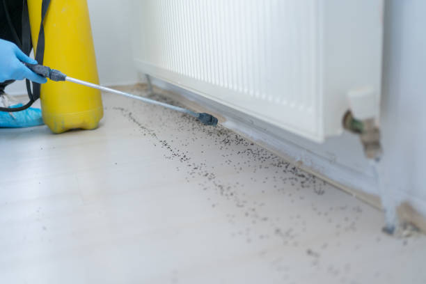 Best Flea Control Services  in Mundys Corner, PA